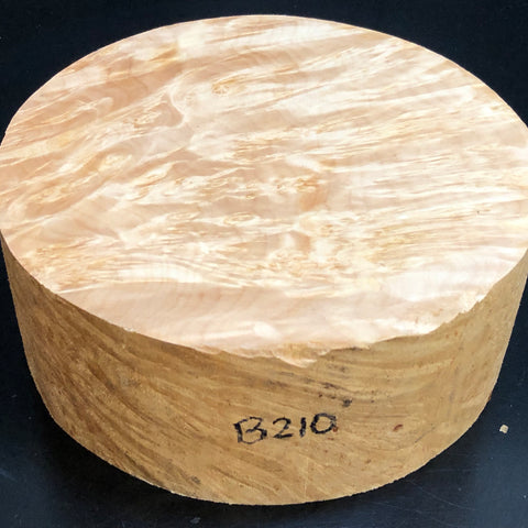 8"x3" KD Maple Burl Wood Bowl Turning Blank (#00210)