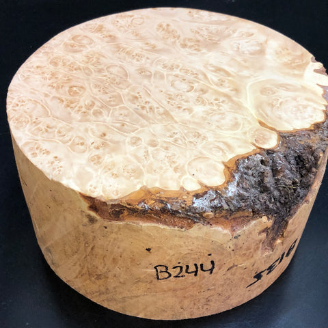 8"x4" KD Maple Burl Wood Bowl Turning Blank (#00244)
