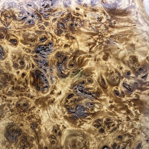 Kiln Dried Cottonwood Burl