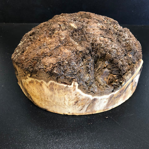 9x3.5 KD Yellow Cedar Burl Cap (max height) Wood Bowl Turning Blank (#0019)