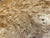 7"x3" KD Maple Burl Wood Bowl Turning Blank (#0034)