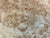 7"x3" KD Maple Burl Wood Bowl Turning Blank (#00185)