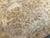 7"x3" KD Maple Burl Wood Bowl Turning Blank (#00185)