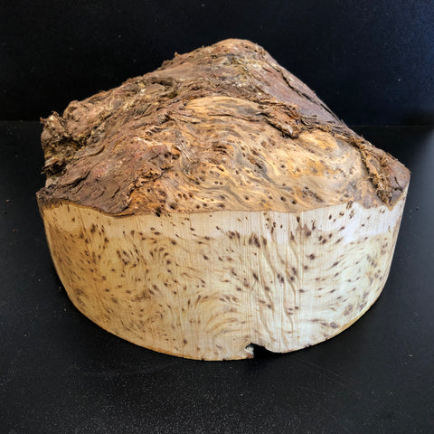 11"x5" KD Yellow Cedar Burl Cap (max height) Wood Bowl Turning Blank (#0017)
