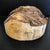 11"x5" KD Yellow Cedar Burl Cap (max height) Wood Bowl Turning Blank (#0017)