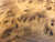 6"x3" Thuya Burl Wood Bowl Turning Blank (#0030)