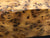 3"x3"x12" Thuya Burl Wood Spindle Turning Blank (#0040)
