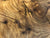 6"x3" Thuya Burl Wood Bowl Turning Blank (#0021)