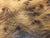 6"x3" Thuya Burl Wood Bowl Turning Blank (#0021)