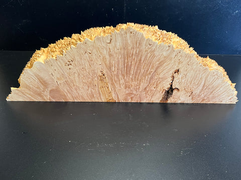 21"x7"x3" (max height) KD Live Edge Maple Burl Wood Blank (#0021)