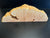 21"x7"x3" (max height) KD Live Edge Maple Burl Wood Blank (#0021)