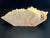 14"x6"x3" (max height) KD Live Edge Maple Burl Wood Blank (#0022)