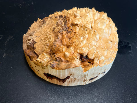 8"x2.5" (max height) KD Live Edge Maple Burl Wood Blank (#0023)