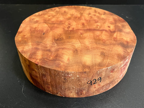 8"x2" Camphor Burl Wood Bowl Turning Blank (#00929)