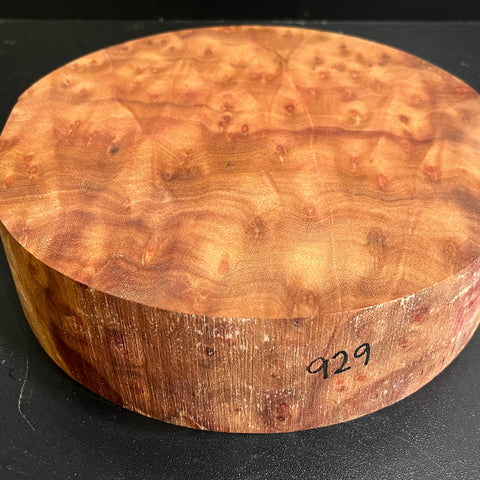 8"x2" Camphor Burl Wood Bowl Turning Blank (#00929)