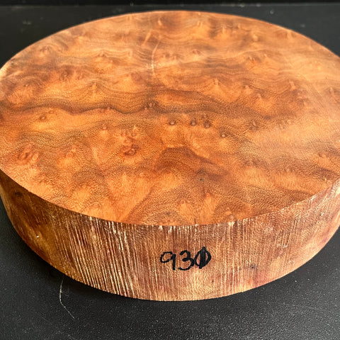 8"x2" Camphor Burl Wood Bowl Turning Blank (#00931)