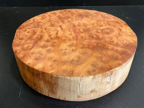 8"x2" Camphor Burl Wood Bowl Turning Blank (#00932)