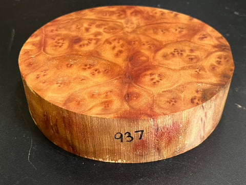7x1.5 Camphor Burl Wood Bowl Turning Blank (#00937)