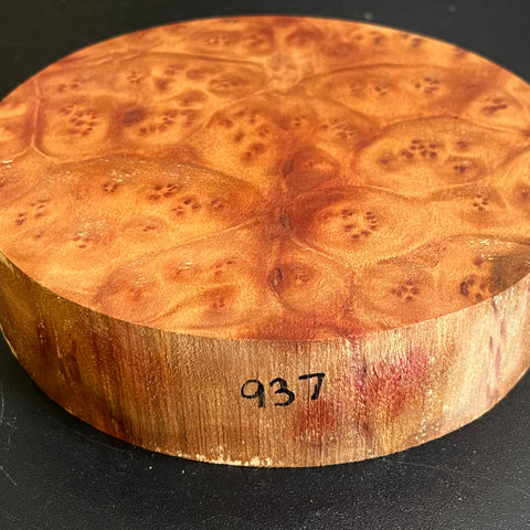 7x1.5 Camphor Burl Wood Bowl Turning Blank (#00937)