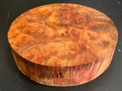 7x1.5 Camphor Burl Wood Bowl Turning Blank (#00938)