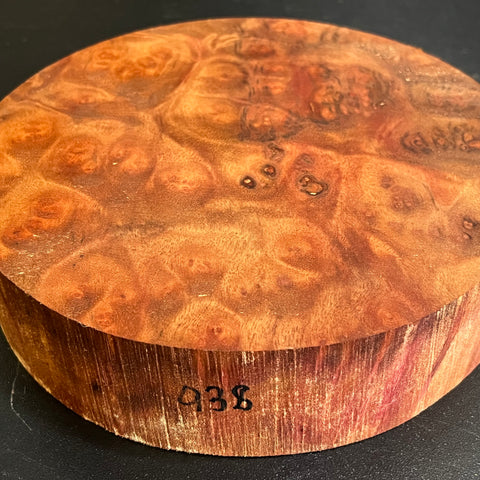 7x1.5 Camphor Burl Wood Bowl Turning Blank (#00938)