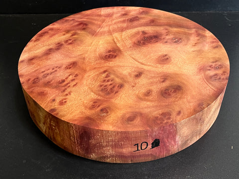 11"x2.25" Camphor Burl Wood Bowl Turning Blank (#0010)