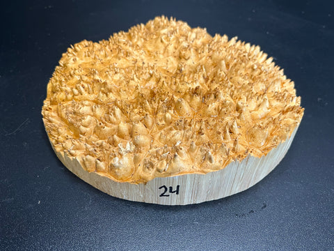 8x1.5 (max height) KD Live Edge Maple Burl Wood Bowl Blank (#0024)