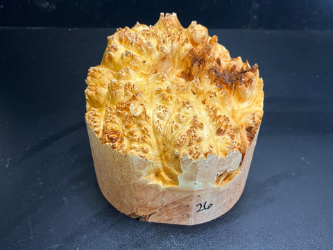 6x5 (max height) KD Live Edge Maple Burl Wood Bowl Blank (#0026)