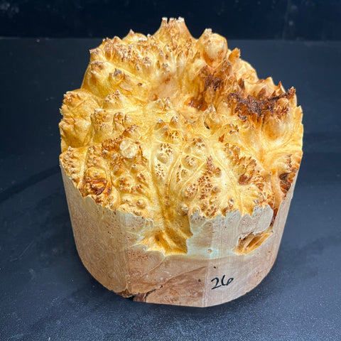 6x5 (max height) KD Live Edge Maple Burl Wood Bowl Blank (#0026)