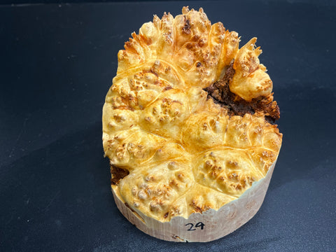 5x4.5 (max height) KD Live Edge Maple Burl Wood Bowl Blank (#0029)