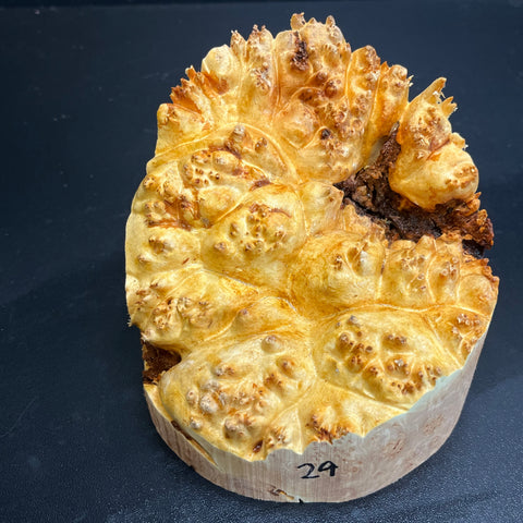 5x4.5 (max height) KD Live Edge Maple Burl Wood Bowl Blank (#0029)