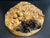 10"x2.5" (max height) KD Live Edge Maple Burl Wood Bowl Blank (#0032)