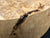 11"x3" KD Maple Burl Wood Bowl Turning Blank (#0011)