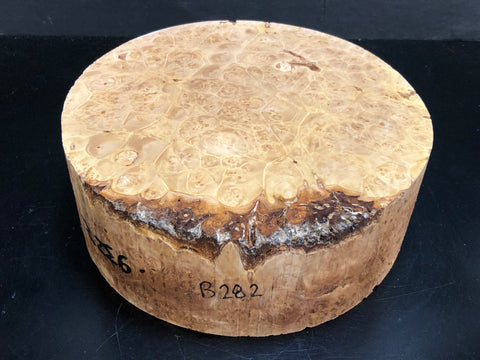 9"x3" KD Maple Burl Wood Bowl Turning Blank (#00282)