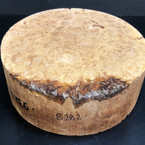 9"x3" KD Maple Burl Wood Bowl Turning Blank (#00282)
