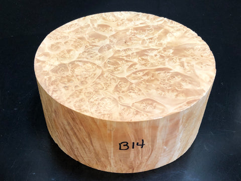 8"x3" KD Maple Burl Wood Bowl Turning Blank (#00141)