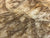 7"x3" KD Maple Burl Wood Bowl Turning Blank (#00316)