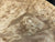 7"x3" KD Maple Burl Wood Bowl Turning Blank (#00375)