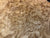 7"x3" KD Maple Burl Wood Bowl Turning Blank (#00378)