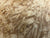 7"x3" KD Maple Burl Wood Bowl Turning Blank (#00378)