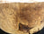 7"x3" KD Maple Burl Wood Bowl Turning Blank (#00397)