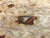 7"x3" KD Maple Burl Wood Bowl Turning Blank (#00400)
