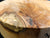 7"x2" KD Spalted Hard Maple Wood Bowl Turning Blank (#0035)