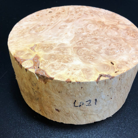7x3.5 KD Maple Burl Wood Bowl Turning Blank (#00621)