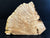 14x11x2.75 KD Maple Burl Wood Turning Blank (#00670)