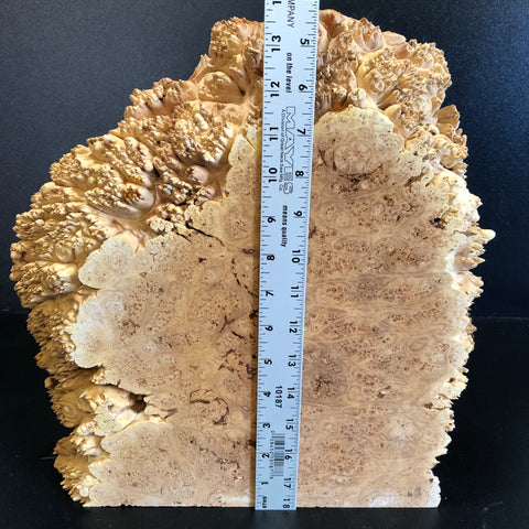 14"x13"x2"(max height) KD Live Edge Maple Burl Wood Blank (#001)