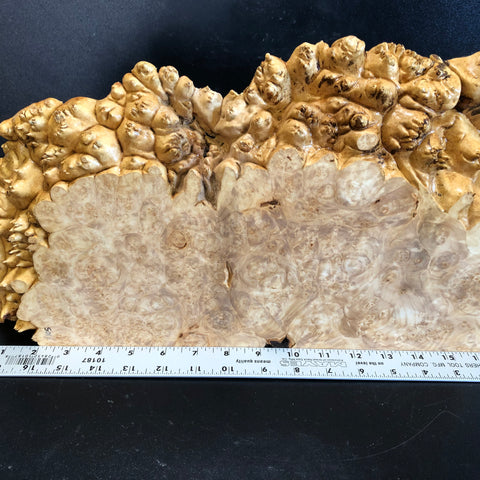 18"x9.25"x1.5"(max height) KD Live Edge Maple Burl Wood Blank (#003)