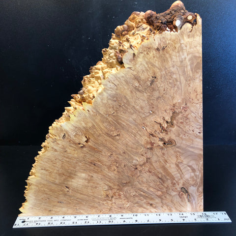 16"x16.5"x2.5" (max height) KD Live Edge Maple Burl Wood Blank (#008)