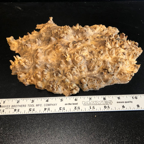 11.5"x9"x1.5" (max height) KD Live Edge Maple Burl Wood Blank (#0010)