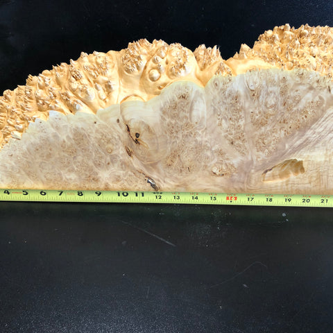 23.5"x8"x2.5" (max height) KD Live Edge Maple Burl Wood Blank (#0012)